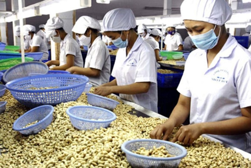 越南腰果产业努力保持世界第一腰果出口国的地位