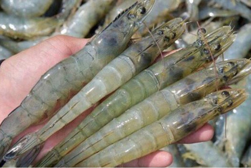 越南对美国的虾出口预计2019年最后一个季度增长 约5%