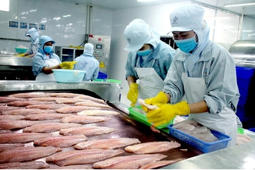 越南查鱼加工出口业迎来新机遇