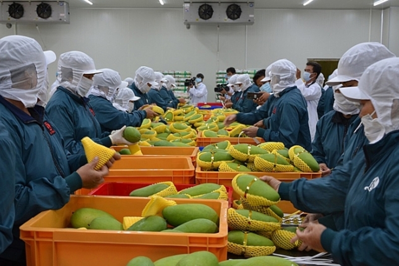 今年前4个月，蔬菜水果出口增长超过12%